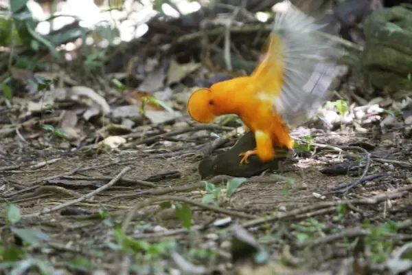 guianan-cock-of-the-rock-male-female-mating-central