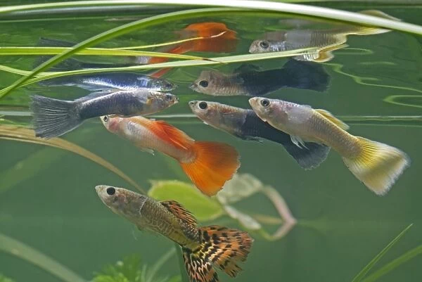 Guppy  /  Millionfish - males with reflections - tropical freshwater – variants - originally South & Central America 002754