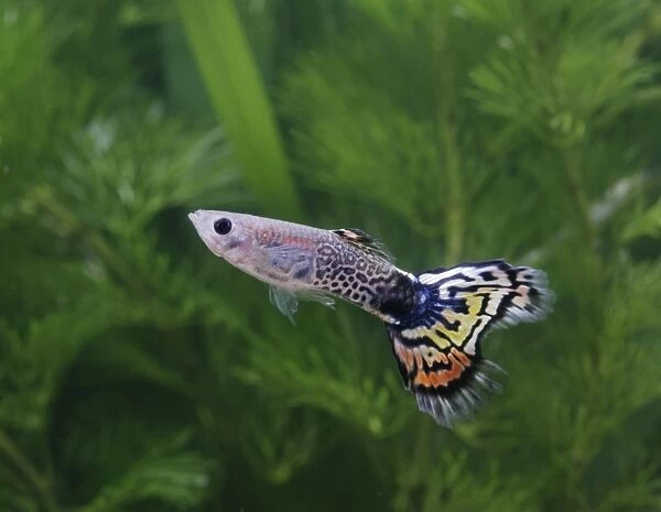 Guppy  /  Millionfish - metallic peacock male - tropical freshwater – variant - originally South & Central America 002715