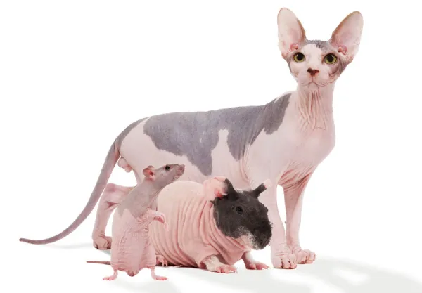 Hairless Animals - Sphinx cat, rodent & rat