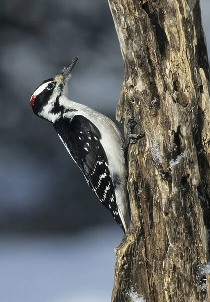 Hairy Woodpecker - On tree Montana, USA BI006914