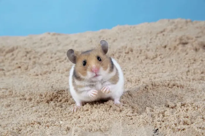 Framed Print : Hamster Digging in Sand Print Framed Print : Hamster Digging in Sand Print