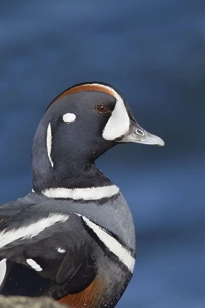 Harlequin Duck - adult male in winter. Barnegat Light in New Jersey - USA