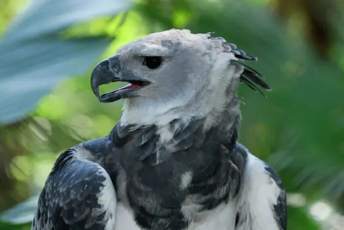 Framed Print : Harpy Eagle Print - Belize Framed Print : Harpy Eagle Print - Belize