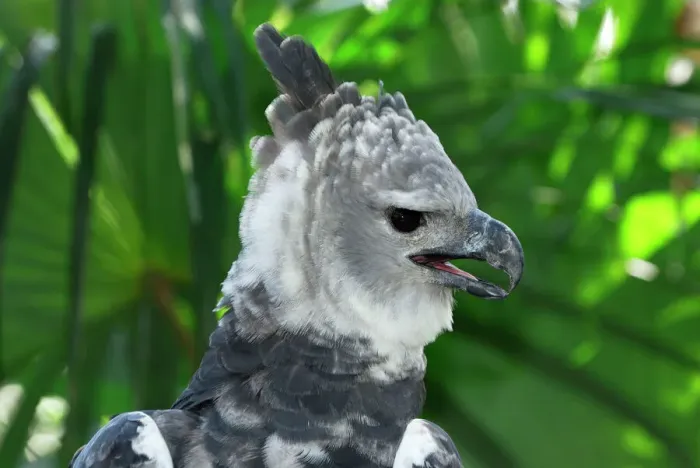 Framed Print : Harpy Eagle Print - Belize Framed Print : Harpy Eagle Print - Belize