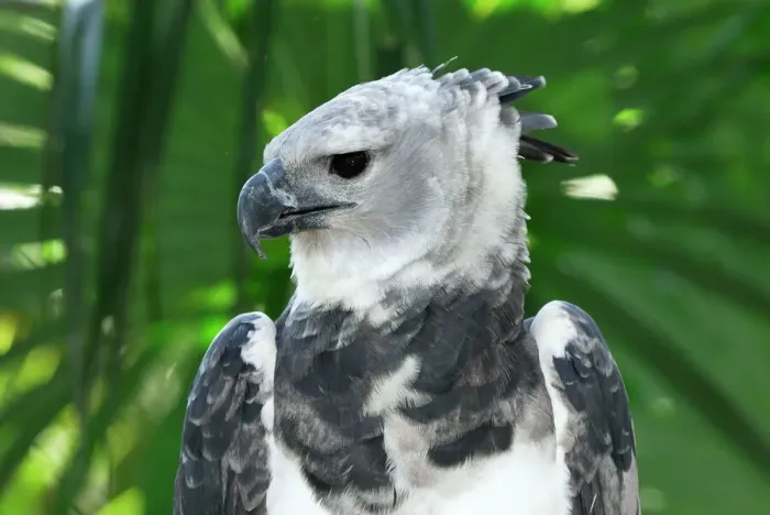 Framed Print : Harpy Eagle Print, Belize Framed Print : Harpy Eagle Print, Belize