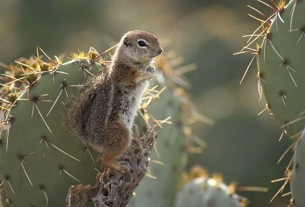 Harris Antelope Squirrel  /  Yuma Antelope Squirrel - Arizona - Found in southwestern Arizona and northwestern Mexico - Lives in low arid desert with sparse vegetation