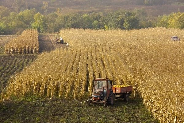 Harvesting maize, or corn, in autumn, near Saschiz; in the saxon villages area, Transylvania, Romania