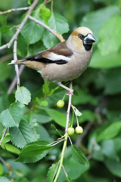 Hawfinch - perched in cherry tree, Lower Saxony, Germany