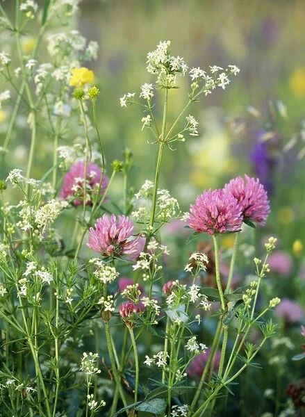 Hay Meadow Flowers - Red Clover, Meadow Buttercup