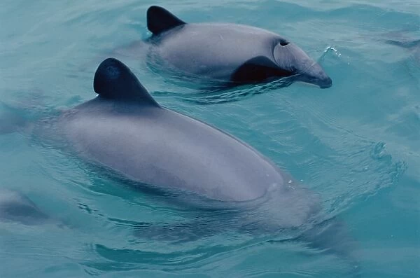 Hectors dolphin (Cephalorhynchus hectori). Kaikoura, South Island, New Zealand