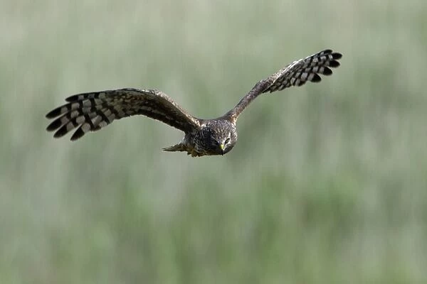 Hen Harrier - Female in flight, hunting over meadow Isle of Texel, Holland