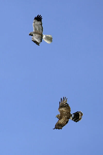 Hen Harrier - Male and female in flight over breeding territory Isle of Texel, Holland