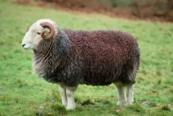Framed Print : Herdwick Sheep Ram Print Framed Print : Herdwick Sheep Ram Print