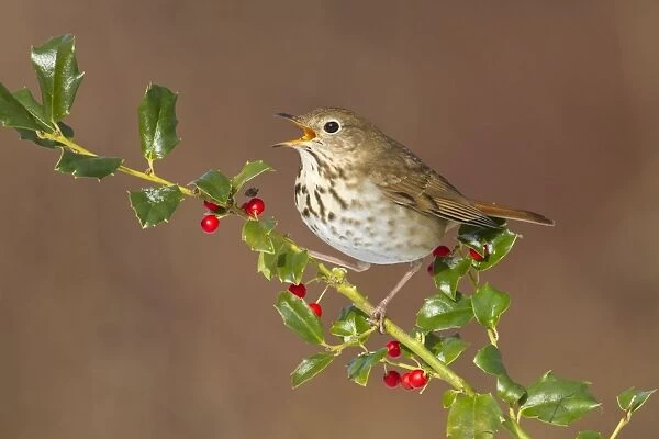 Hermit Thrush - with mouth open - with holly berries in winter. January in Connecticut - USA