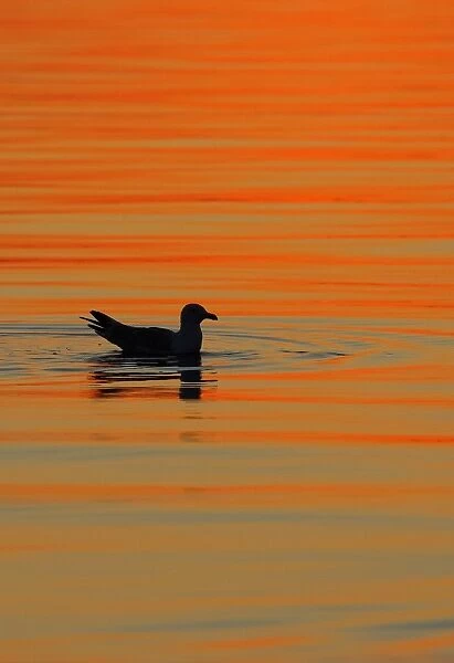 Herring Gull - sitting on water - Norway