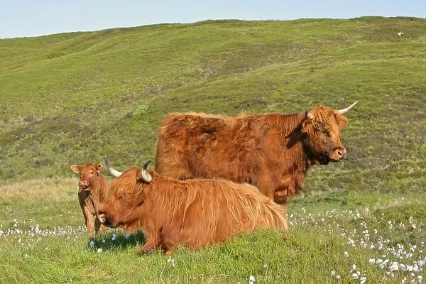 Highland cattle two adults of which one is resting and one calf standing in moorland Isle of Skye, Higlands, Scotland, UK