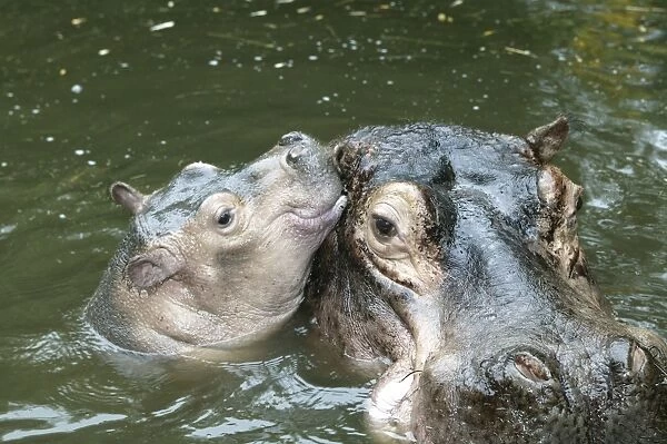 Hippopotamus - adult and baby in water
