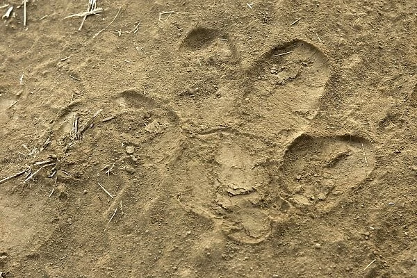 Hippopotamus - footprint. South Luangwa Valley National Park - Zambia - Africa