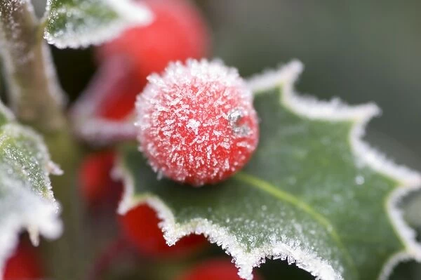 Holly Rimed berries - In frost
