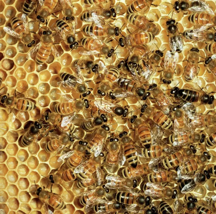 Framed Print : Honey Bee - Queen & Workers on Comb Print Framed Print : Honey Bee - Queen & Workers on Comb Print