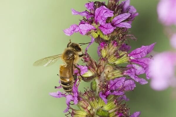 Honeybee - feeding on Purple Loosestrife Flower Apis mellifera Essex, UK IN000812