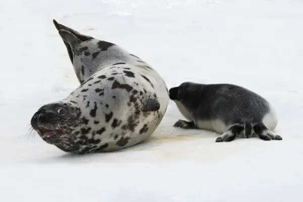 Hooded Seal female & young, 4 days old For sale as Framed Prints, Photos,  Wall Art and Photo Gifts