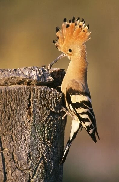 Hoopoe - parent at nest entrance with Beetle in beak