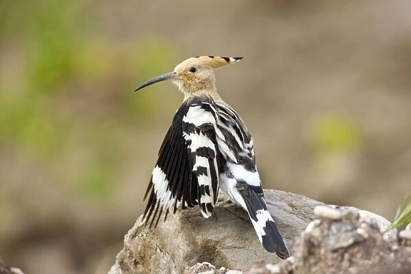 Hoopoe - stretching wings whilst preening - April - Extremadura - Spain