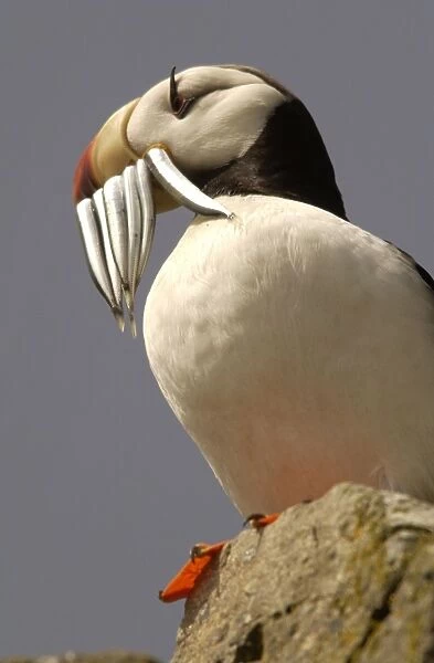 Horned Puffin With food in beak