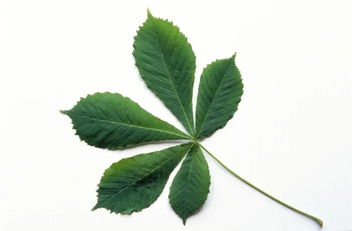 Framed Print : Horse Chestnut Leaf Print Framed Print : Horse Chestnut Leaf Print