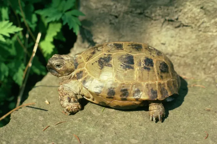 Framed Print : Horsefield's Tortoise Print Framed Print : Horsefield's Tortoise Print