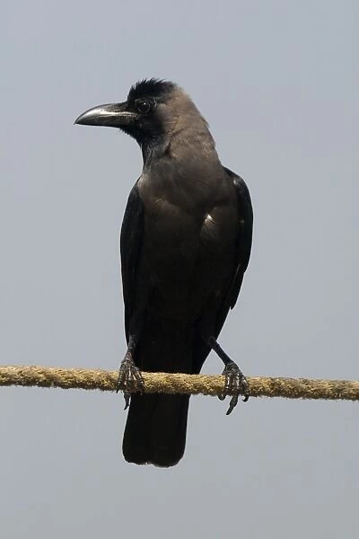 House Crow - A widespread resident of India particularly around human habitation and cultivated areas. This bird was on the coast perched on a rope tied to moored boat. Photographed in Kochi (formerly Cochin) India, Asia