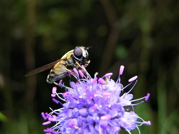 Hoverfly - on flower. Nigula national park - Estonia