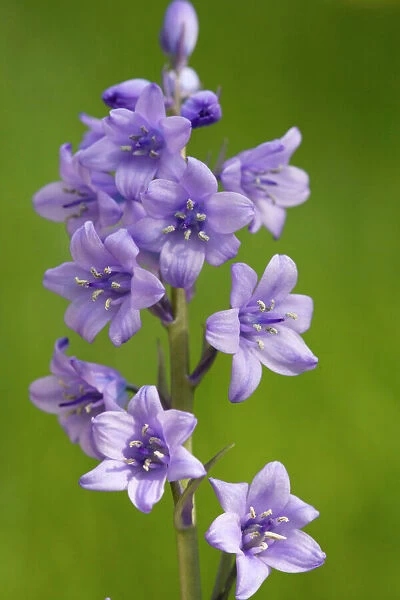 Hybrid bluebell, common x spanish. Invasive in the british countryside. (Hyacinthoides non-scripta x H. hispanica)