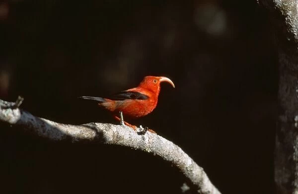 Iiwi Bird COS 584 Vestiaria coccinea - Hawaiian endemic, Big Island Hawaii © Bill Coster ARDEA LONDON