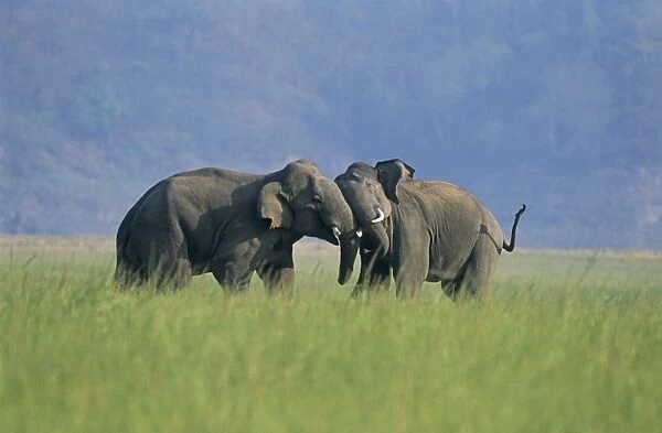 Indian  /  Asian Elephants play-fighting, Corbett National Park, India