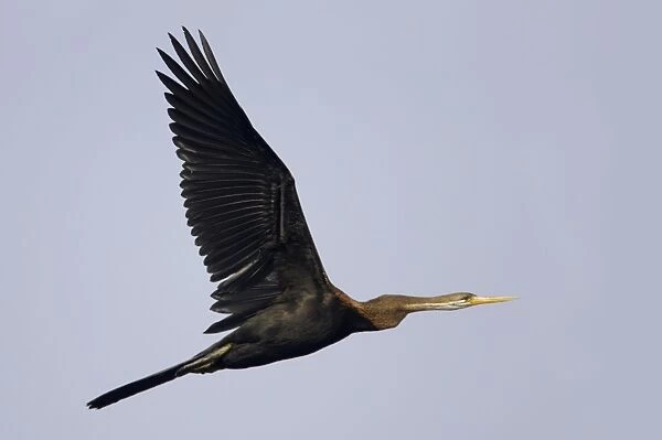 Indian Darter  /  Snakebird  /  Anhinga - In flight - Keoladeo Ghana National Park - Bharatpur, Rajasthan, India BI017478
