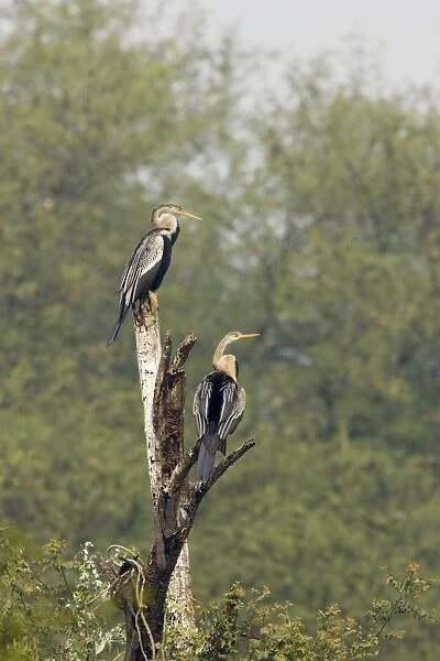 Indian Darter  /  Snakebird  /  Anhinga - perched on branch - Keoladeo Ghana National Park - Bharatpur - Rajasthan - India BI017552