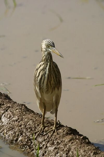 Indian Pond Heron Frequents inland and coastal wetlands, ponds, paddy fields and lake edges. Photographed in a rice paddy near Carambolim Lake, Goa, India, Asia