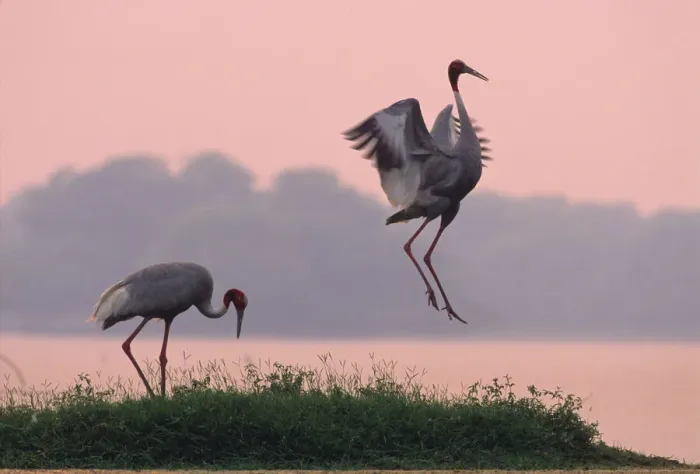 Framed Print : Indian Sarus Crane Print Framed Print : Indian Sarus Crane Print