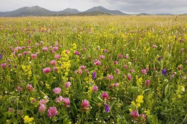 Intensely flowery Machair with red clover, ladies bedstraw etc at Stilligarry (Stadhlaigearraidh), with Ben More beyond; on the west coast of South Uist, Outer Hebrides, Scotland