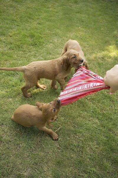 Irish  /  Red Setter - puppies playing - tugging on scarf