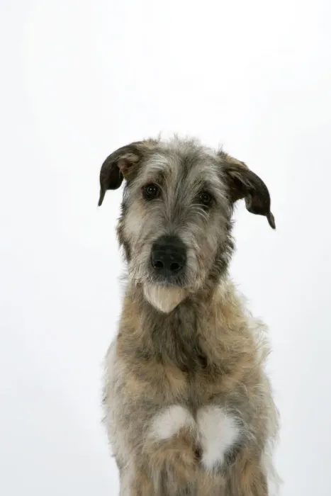 Framed Print : Irish Wolfhound JD-18779 Print by Ardea Framed Print : Irish Wolfhound JD-18779 Print by Ardea