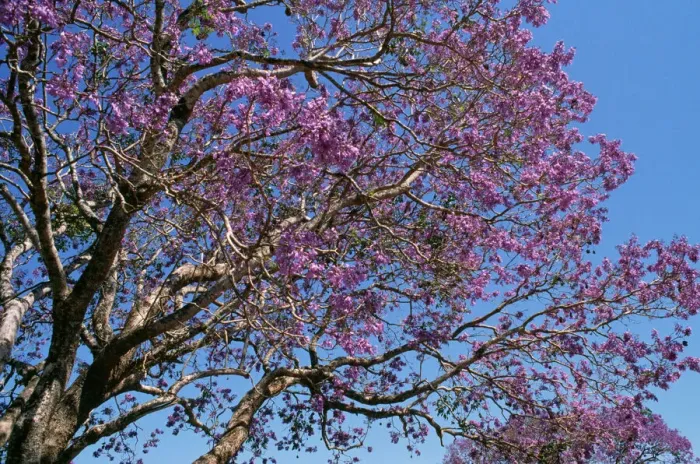 Framed Print : Jacaranda Tree in Bloom Print Framed Print : Jacaranda Tree in Bloom Print