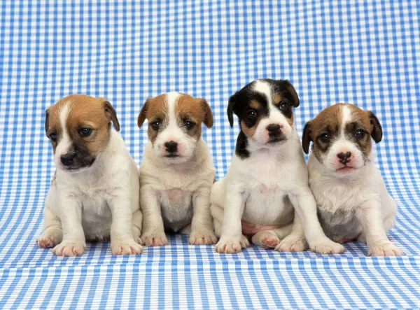 Jack Russel Terrier Dog - puppies on blue gingham