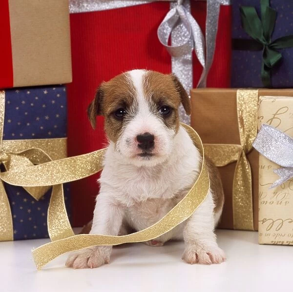 Jack Russel Terrier Dog - puppy with Christmas presents