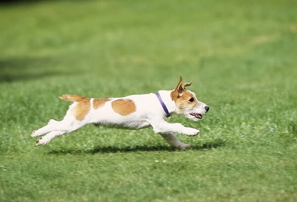 Jack Russell Terrier Dog - running