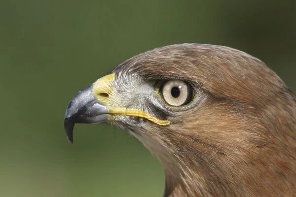 Jackal buzzard - close-up of face showing side view of beak. South Africa