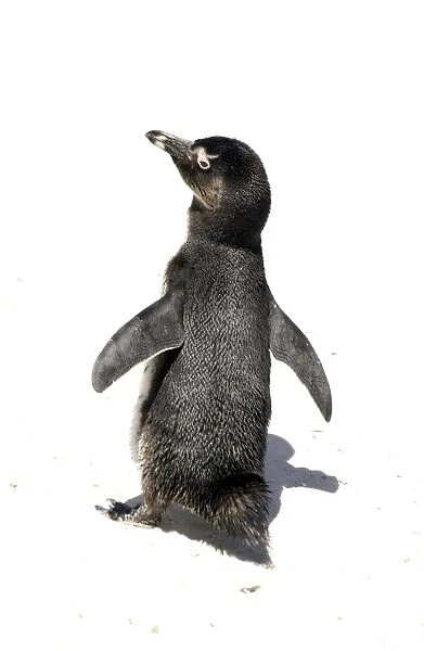 Jackass  /  African Penguin at the cape South Africa